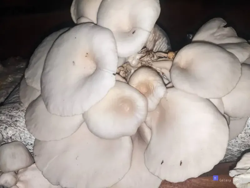 Champignon pleurote
