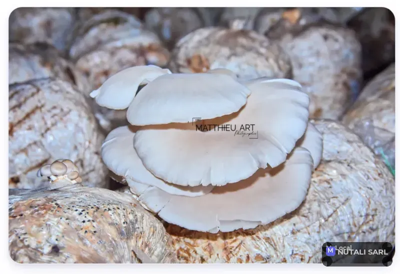 Champignons pleurotes 