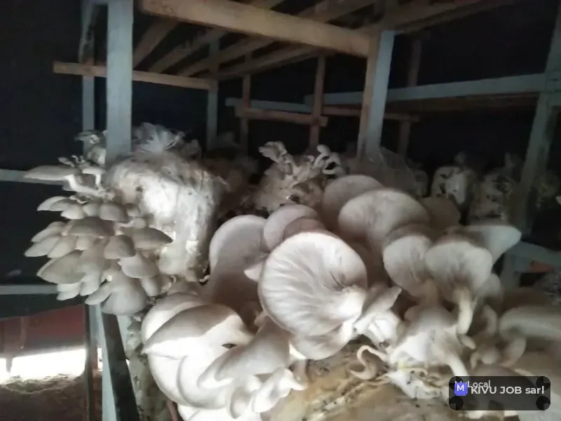 Champignons pleurotes 