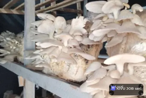 Champignons pleurotes 